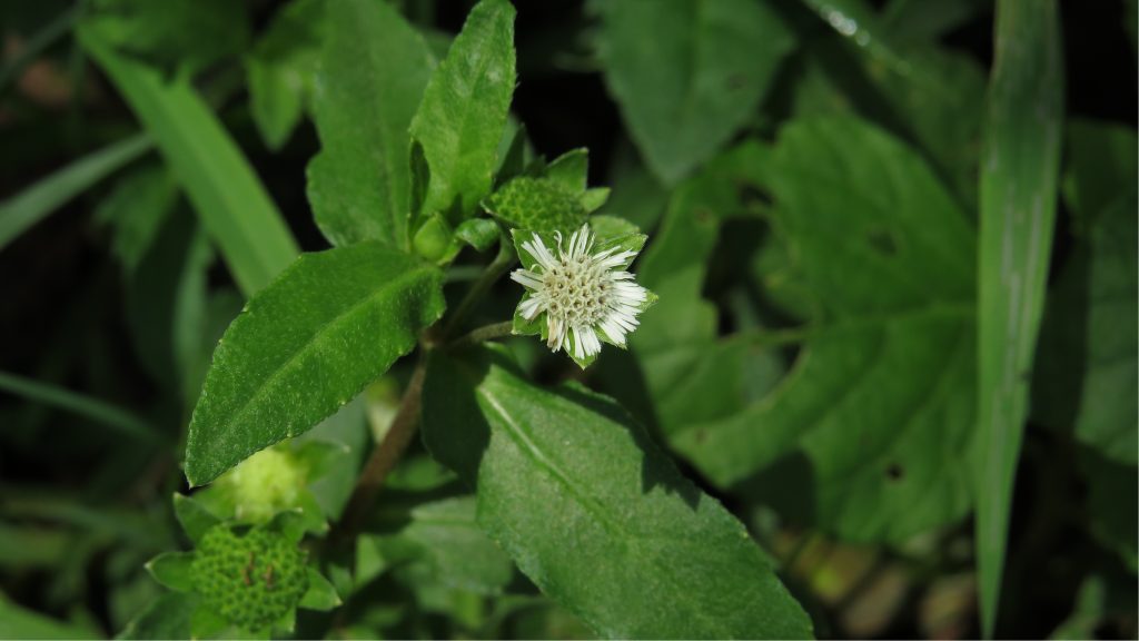 Bhringraj for for hair care