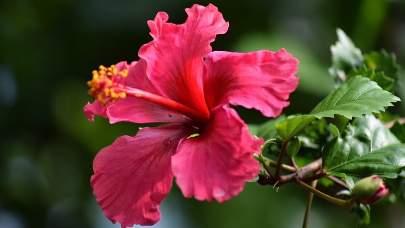 Hibiscus