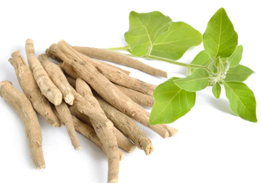 Ashwagandha for Coronavirus
