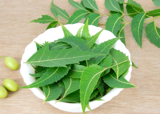 Neem Leaves for Skin allergy